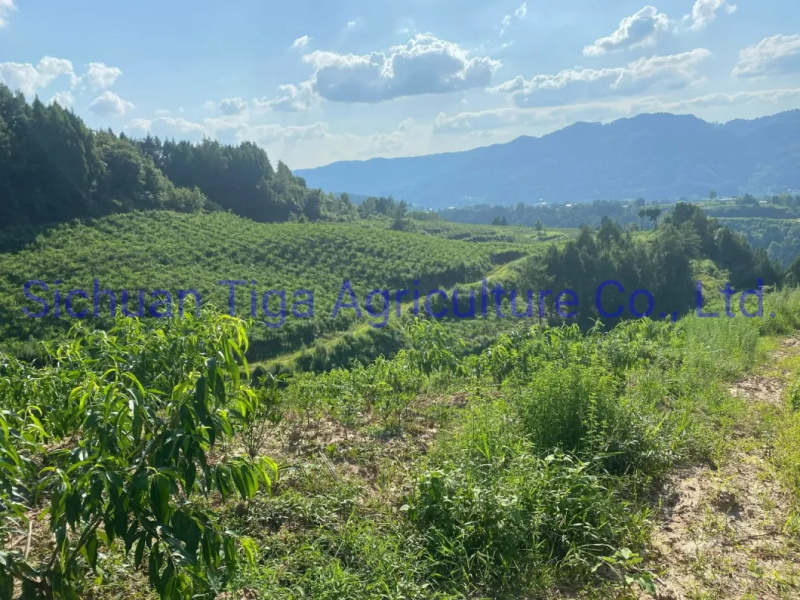 Biologique-Nouveau-Saveur-Sain-Frais-Doux-&Eacute;t&eacute;-Joicy-P&ecirc;che (11)