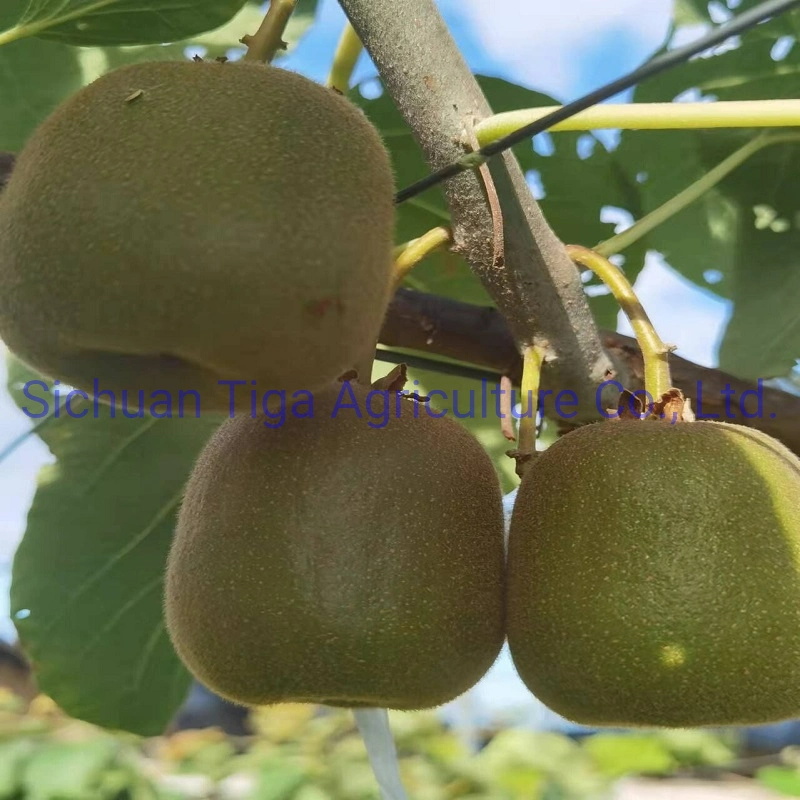 Grossiste-Grande-Forme-Frais-Delicius-Sweet-New-Kiwi-Fruit-Kiwi-Berry-and-Actinidia (2)