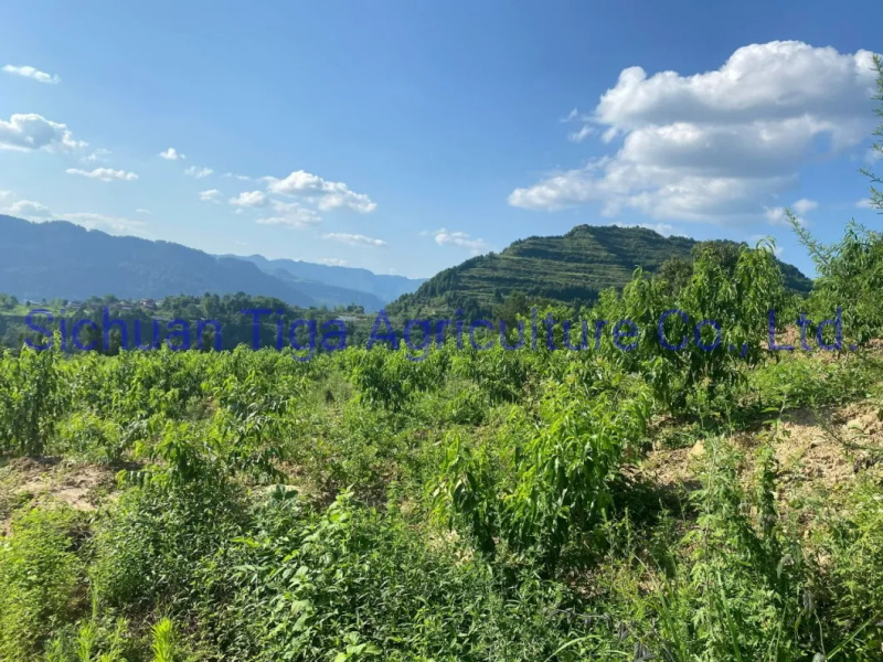 Biologique-Nouveau-Saveur-Sain-Frais-Doux-&Eacute;t&eacute;-Joicy-P&ecirc;che (8)