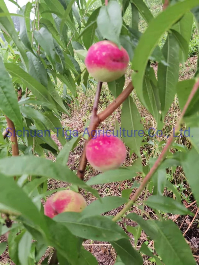 Biologique-Nouveau-Saveur-Sain-Frais-Doux-&Eacute;t&eacute;-Joicy-P&ecirc;che (7)