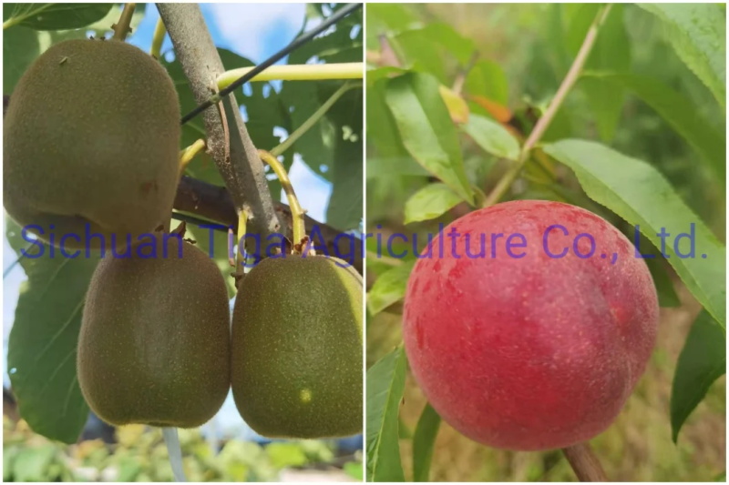 Biologique-Nouveau-Saveur-Sain-Frais-Doux-&Eacute;t&eacute;-Joicy-P&ecirc;che (10)