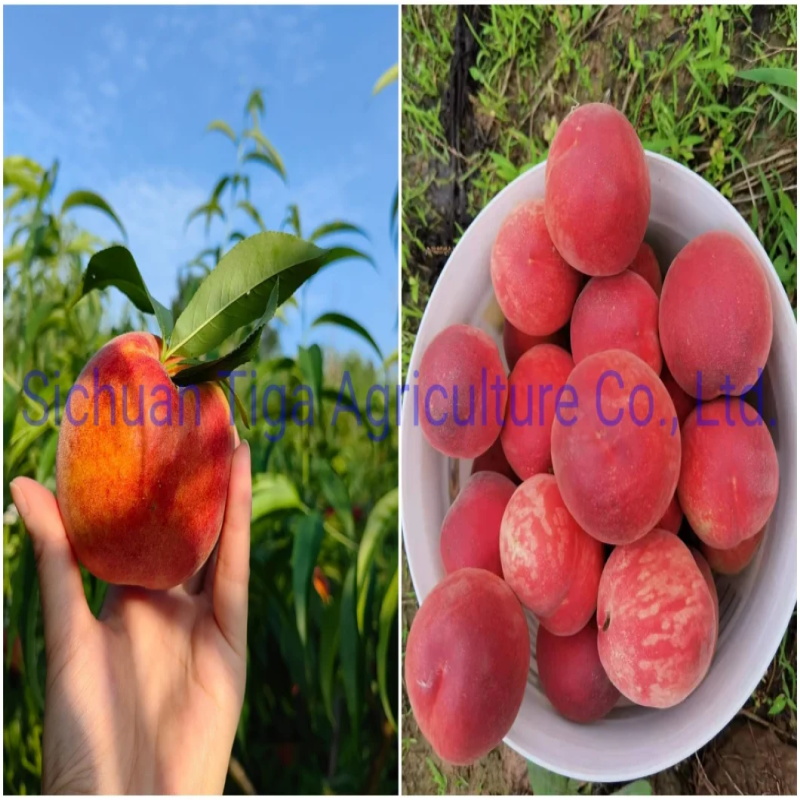 Grossiste-Grande-Forme-Frais-Delicius-Sweet-New-Kiwi-Fruit-Kiwi-Berry-and-Actinidia